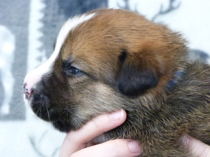 chinook puppy